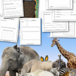 3rd grade animal research report template